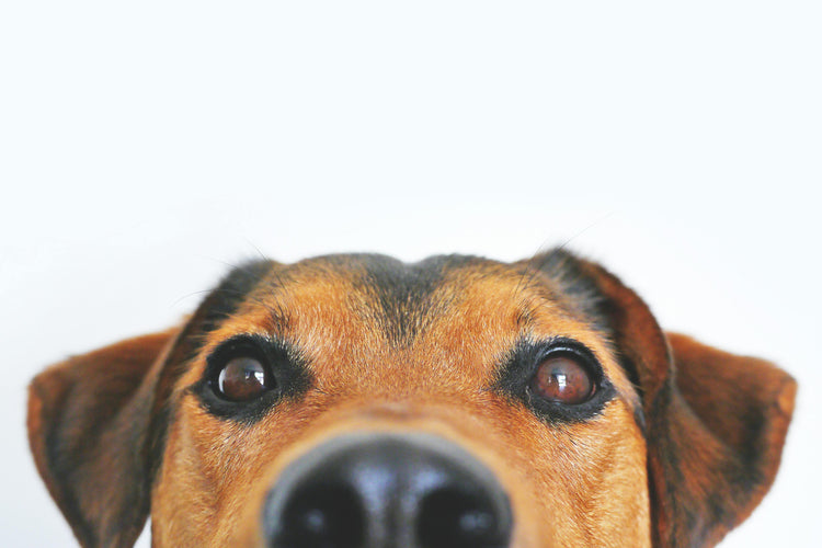 ANIMAIS DE ESTIMAÇÃO