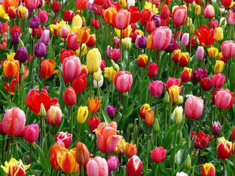 PLANTAS DA PRIMAVERA